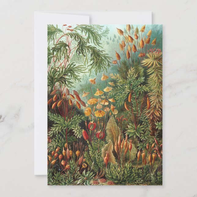 Vintage Muscinae, Moss Plants av Ernst Haeckel Inbjudningar (Framsida)
