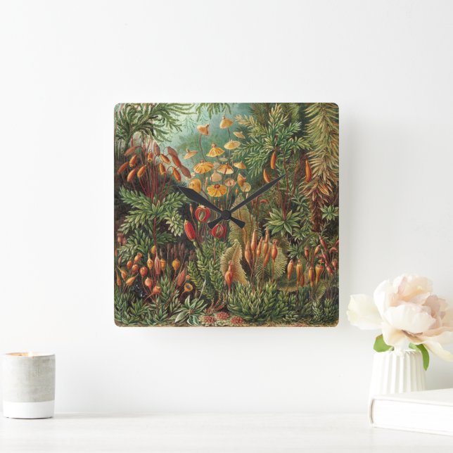 Vintage Muscinae, Mossväxter av Ernst Haeckel Fyrkantig Klocka (Hem)