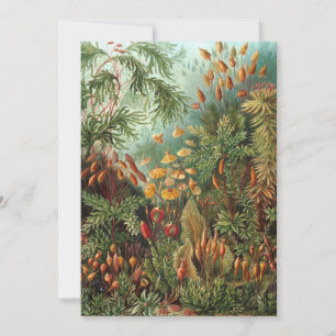 Vintage Muscinae, Mossväxter av Ernst Haeckel Inbjudningar