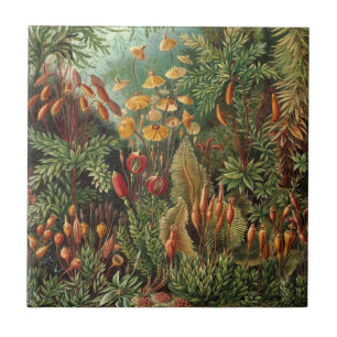Vintage Muscinae, Mossväxter av Ernst Haeckel Kakelplatta