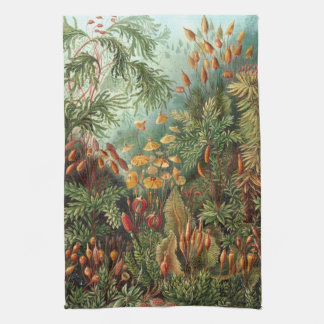 Vintage Muscinae, Mossväxter av Ernst Haeckel Kökshandduk