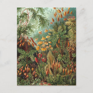 Vintage Muscinae, Mossväxter av Ernst Haeckel Vykort