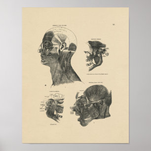 Vintage Muscles Anatomy 1880 Print Poster