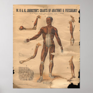 Vintage Muscles Anatomy Chart 1906 Poster