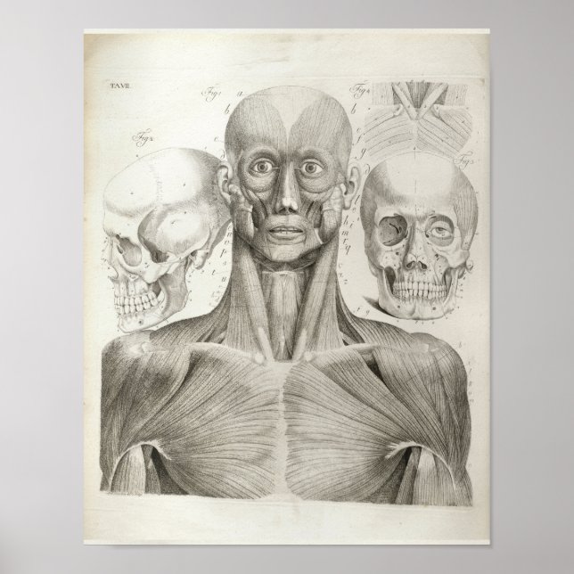 Vintage Muscles Skull Anatomy Print 1716 Poster (Framsidan)