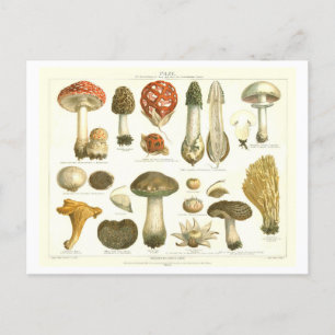 Vintage Mushroom botaniskt vykort