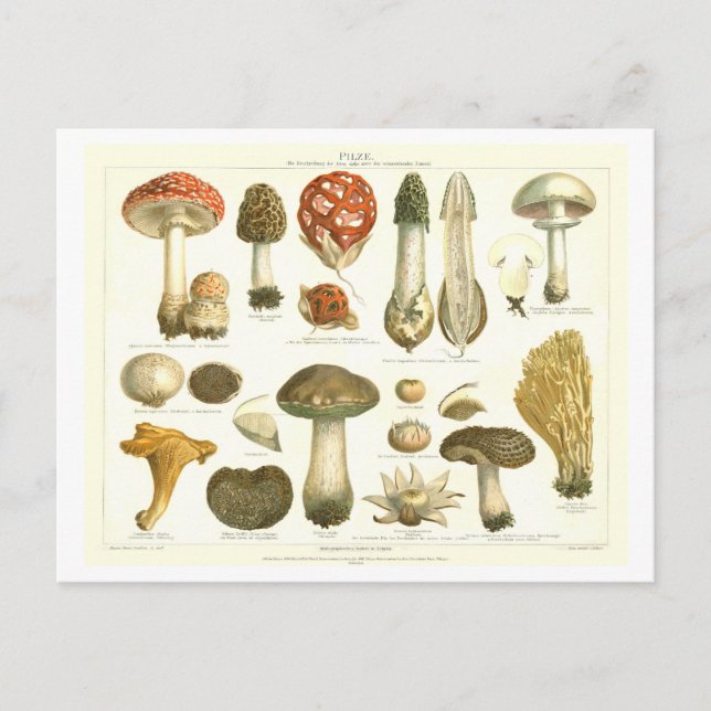 Vintage Mushroom botaniskt vykort (Framsida)