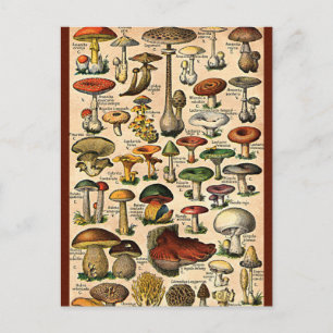 Vintage Mushroom Guide Vykort