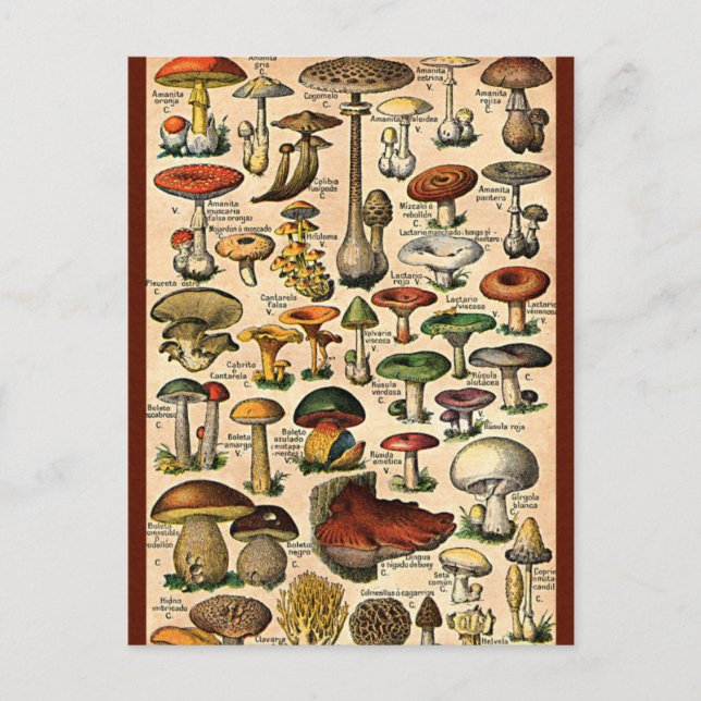 Vintage Mushroom Guide Vykort (Framsida)