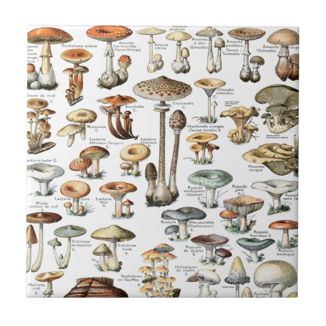 Vintage Mushroom Mönster Kakelplatta (Framsidan)