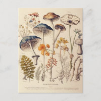 Vintage Mushroom Naturalist