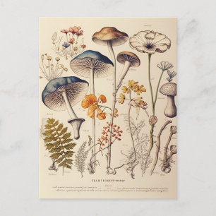 Vintage Mushroom Naturalist Vykort
