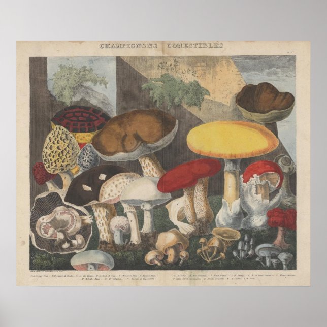 Vintage Mushroom Scientific Journal Art Poster (Framsidan)