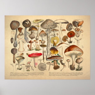 Vintage Mushroom Varired Red Gult Print Poster