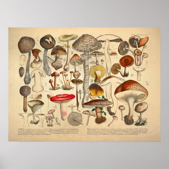 Vintage Mushroom Varired Red Gult Print Poster (Framsidan)