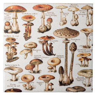 Vintage Mushrooms By Adolphe Millot  Kakelplatta