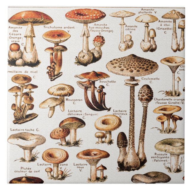 Vintage Mushrooms By Adolphe Millot  Kakelplatta (Framsidan)