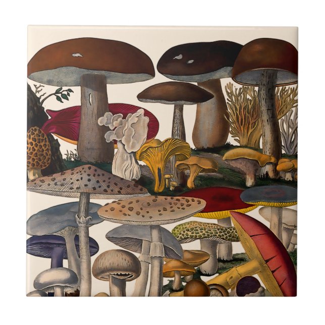 Vintage mushrooms illustration kakelplatta (Framsidan)