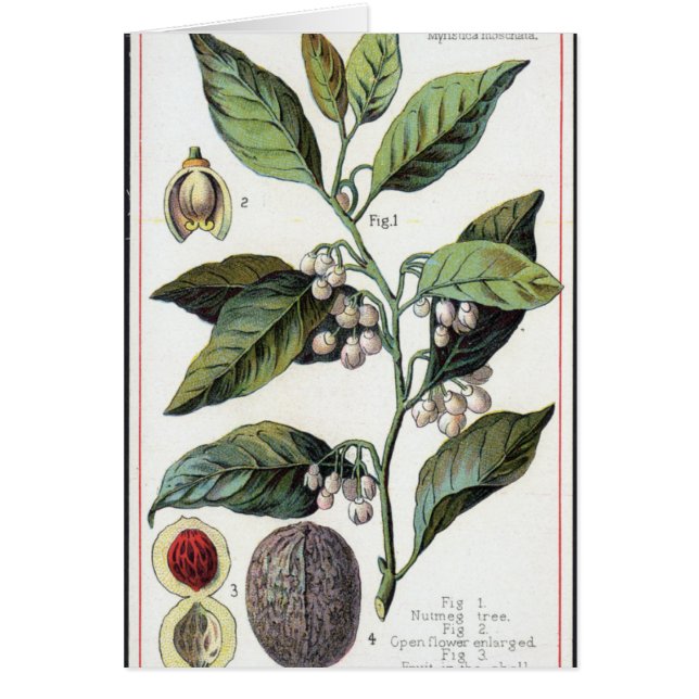 Vintage - musknutteckningar hälsningskort (Framsidan)