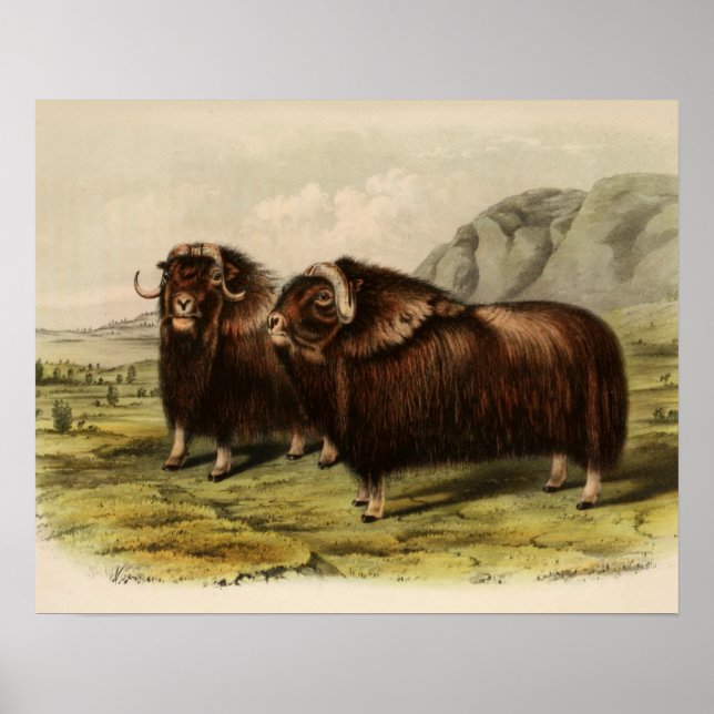 Vintage Muskoxen Poster (Framsidan)
