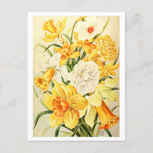 Vintage Narcissus och Daffodil Illustration Vykort