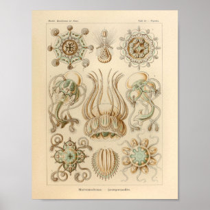 Vintage Narcomedusae Färg Ernst Haeckel Skriv ut Poster