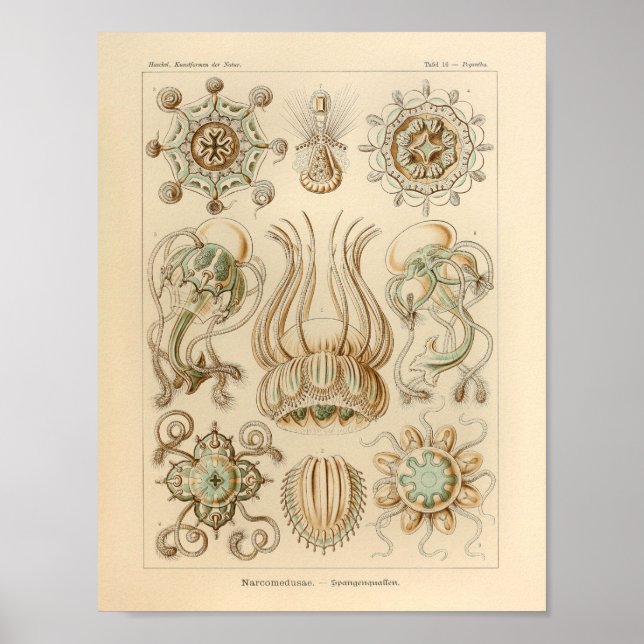 Vintage Narcomedusae Färg Ernst Haeckel Skriv ut Poster (Framsidan)