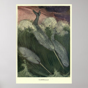 Vintage Narwhal Målning (1909) Poster