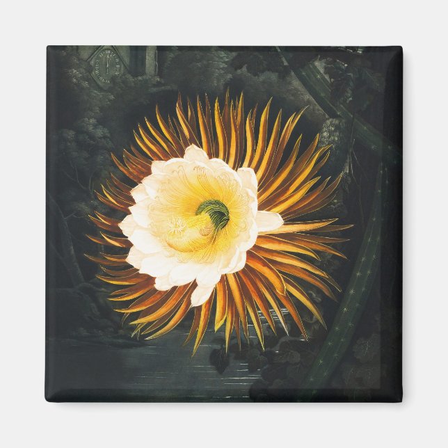 Vintage Nattblommande Cereus Gotisk Konst Magnet (Framsidan)