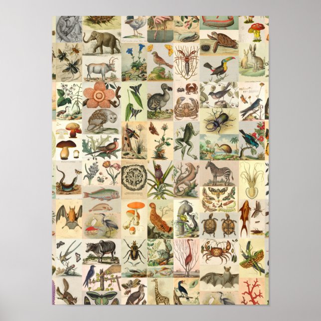 Vintage Natural History Art Collage Botanical Poster (Framsidan)