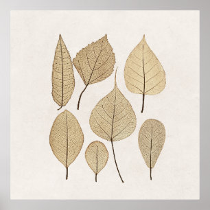 Vintage Naturalist Botaniska Teckning   Löv 1858 Poster