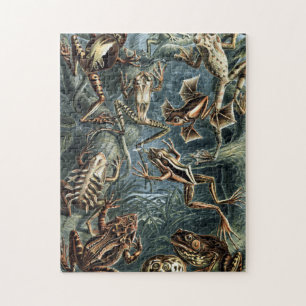 Vintage Naturalist Ernst Haeckel Frogs and Toads P Pussel