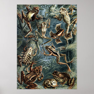 Vintage Naturalist Ernst Haeckel Frogs och Toads Poster