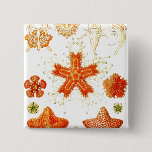 Vintage Naturalistisk bild av Starfish (Asteroidea Knapp