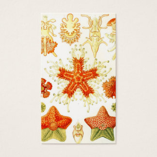 Vintage Naturalistisk bild av Starfish (Asteroidea Visitkort