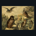Vintage Naturens underverk Uggla i Forest Art Deco Poster<br><div class="desc">Bilden kom från tyska Barns Encyclopedia Bird Bok Circa 1878. En perfekt mur konst hemma dekör biet för Fallsäsong eller uggla älskare! Den här konsten biet skulle se underbar ut när den ramlades in i hemmet, kontoret, pub, kafé, pub eller restaurang! Anpassa poster storlekt, struktur, gräns och/eller ram till kostym....</div>