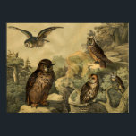 Vintage Naturens underverk Uggla i Forest Art Deco Poster<br><div class="desc">Bilden kom från tyska Barns Encyclopedia Bird Bok Circa 1878. En perfekt mur konst hemma dekör biet för Fallsäsong eller uggla älskare! Den här konsten biet skulle se underbar ut när den ramlades in i hemmet, kontoret, pub, kafé, pub eller restaurang! Anpassa poster storlekt, struktur, gräns och/eller ram till kostym....</div>