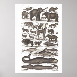 Vintage Naturhistorik däggdjur Poster