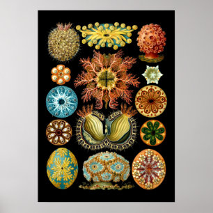 Vintage Nautical Ascidiae av Ernst Haeckel Poster