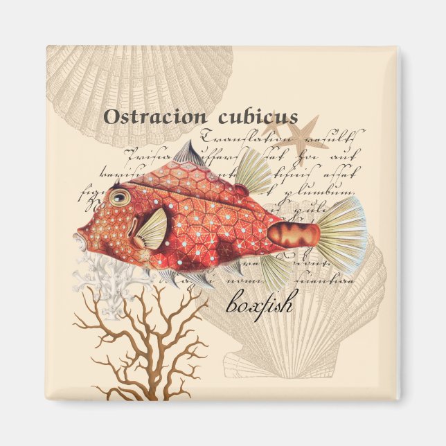 Vintage Nautical Orange Boxfish Illustration Magnet (Framsidan)