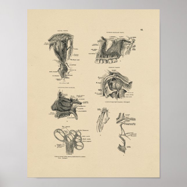 Vintage Nerve Anatomy 1880 Print Poster (Framsidan)
