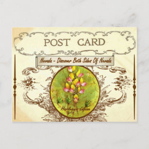 Vintage Nevada State Flower vycard Vykort