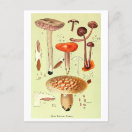 Vintage "New British Fungi" Mushroom Postcard Vykort