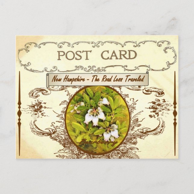 Vintage New Hampshire State Flower Postcard Vykort (Framsida)