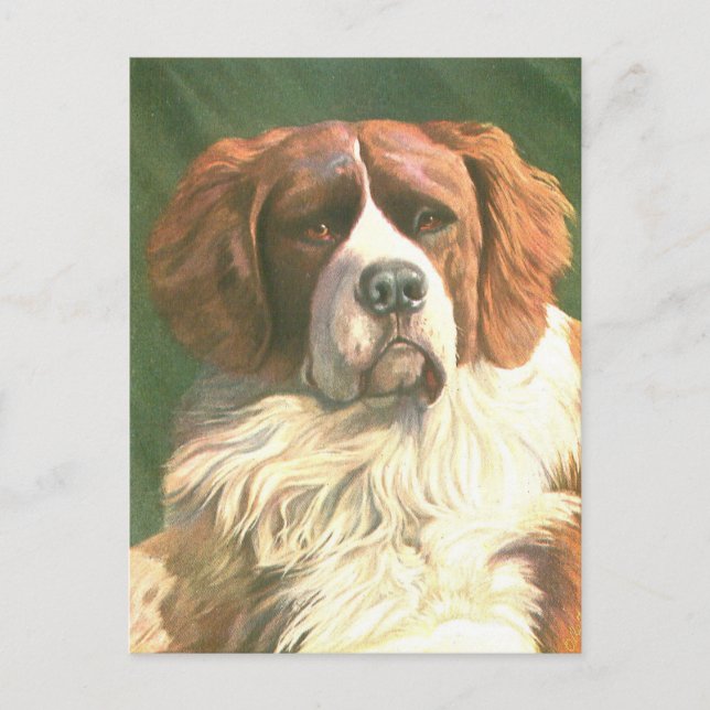 Vintage Newfoundland Hund Vykort (Framsida)