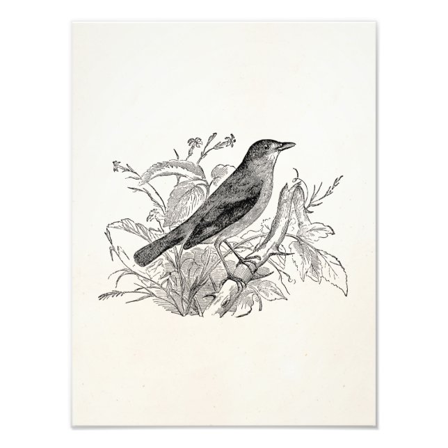 Vintage Nightingale Bird Personlig Retro Birds Fototryck (Framsidan)