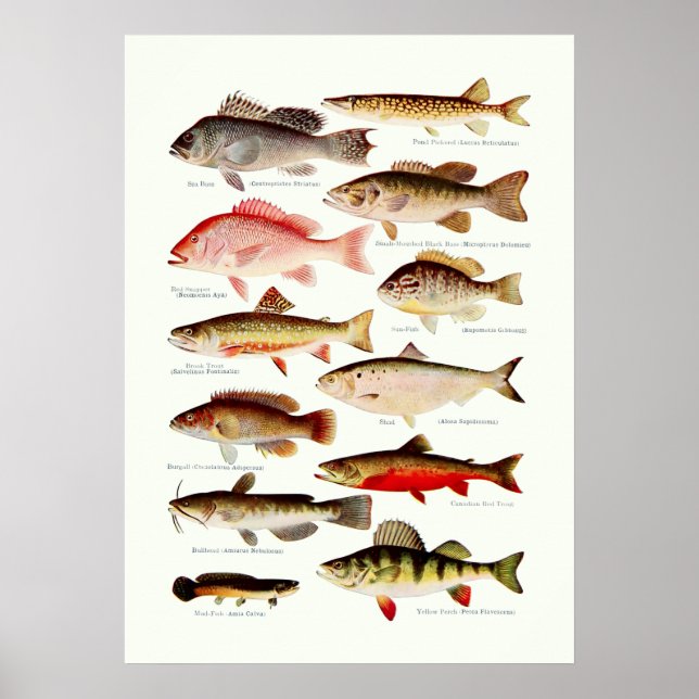 Vintage nordamerikansk fisk poster (Framsidan)