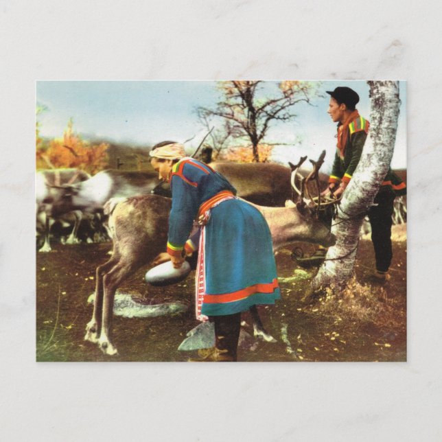 Vintage Norge, Mjölkning av renar Vykort (Framsida)