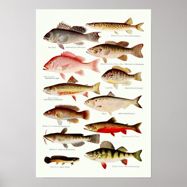 Vintage North American Fish Poster (Framsidan)