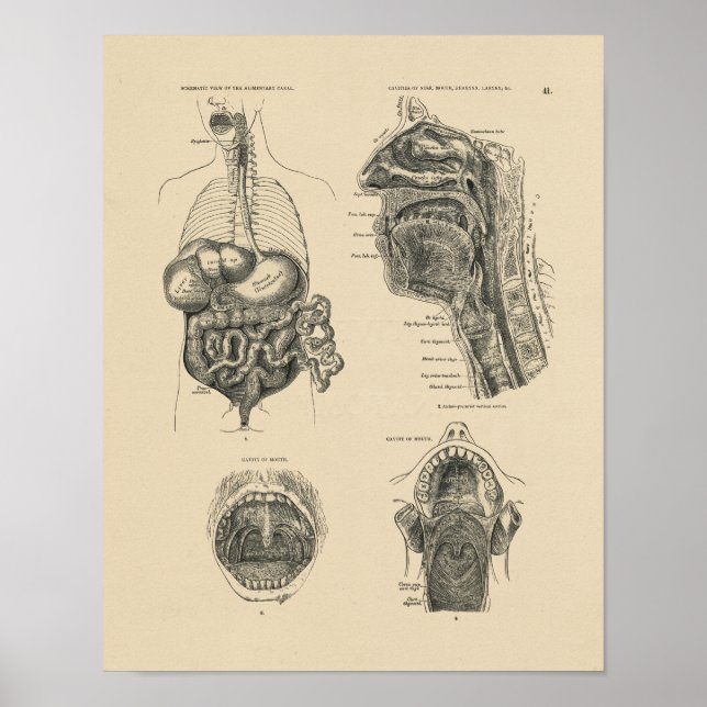 Vintage Nose Throat Anatomy 1880 Print Poster (Framsidan)
